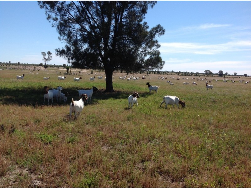” Adeena “, Hannaford QLD 4406