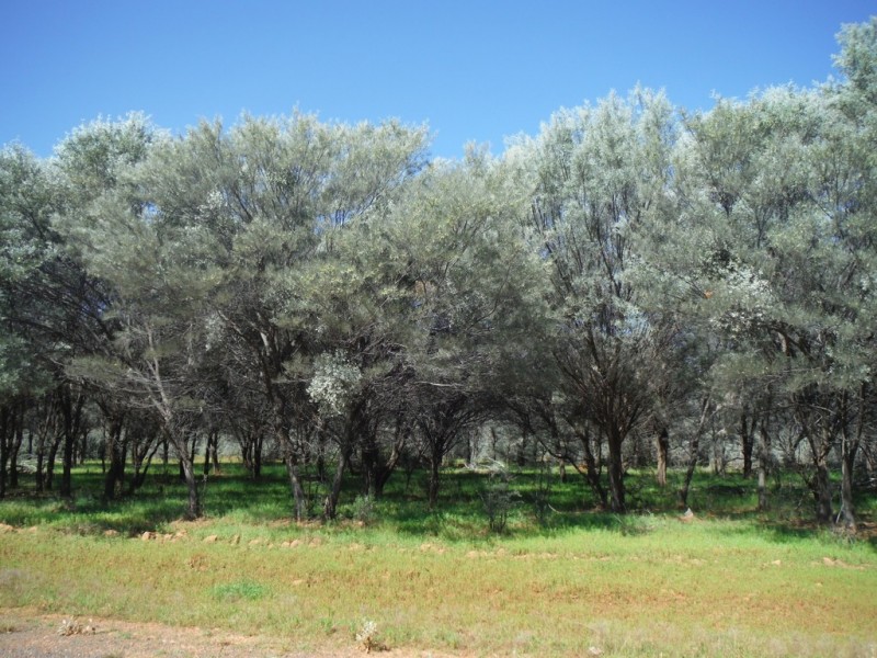 ” Coparella”, Quilpie QLD 4480