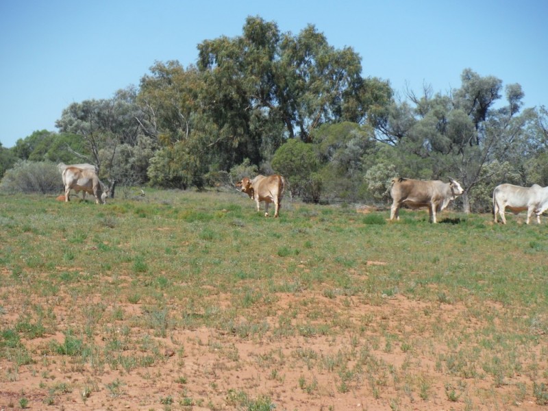 ” Coparella”, Quilpie QLD 4480