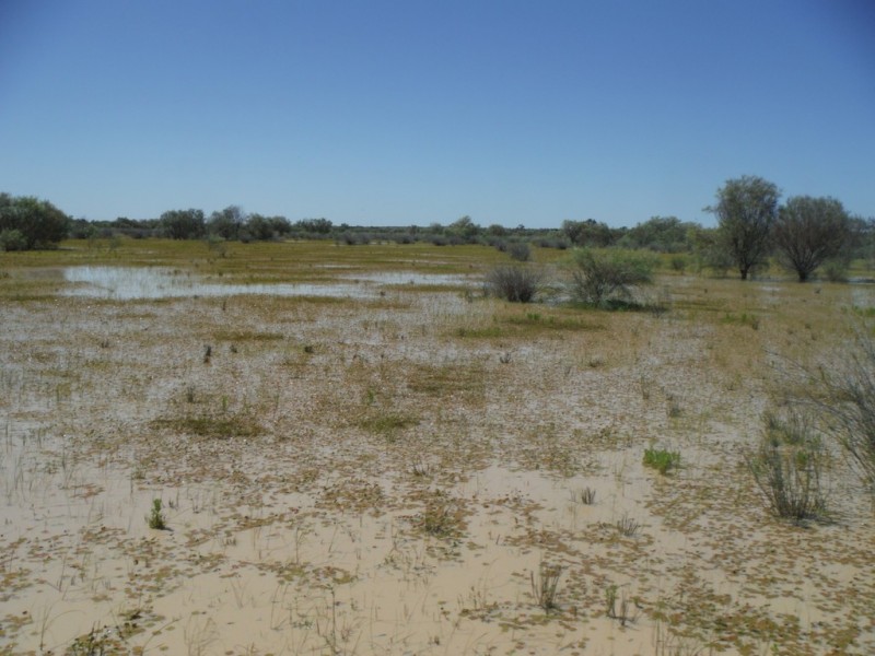 ” Coparella”, Quilpie QLD 4480