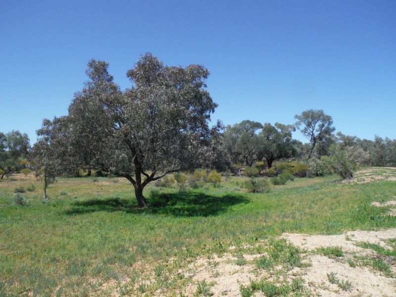 ” Coparella”, Quilpie QLD 4480