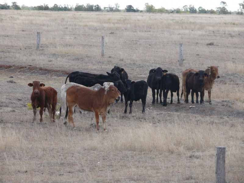 ” Hawthorne “, Dulacca QLD 4425