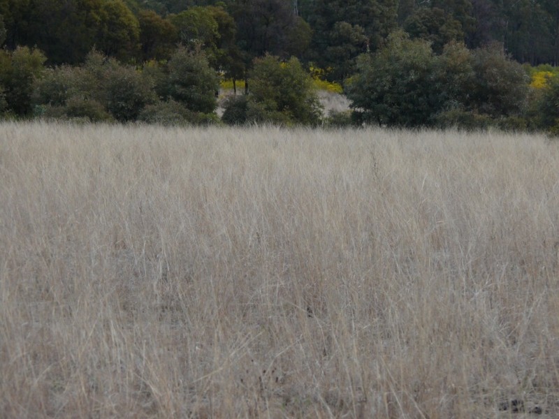 ” Hawthorne “, Dulacca QLD 4425