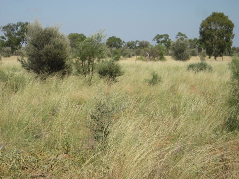 ” Mogera/Hoomooloo “, Quilpie QLD 4480