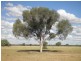 ” Mogera/Hoomooloo “, Quilpie QLD 4480