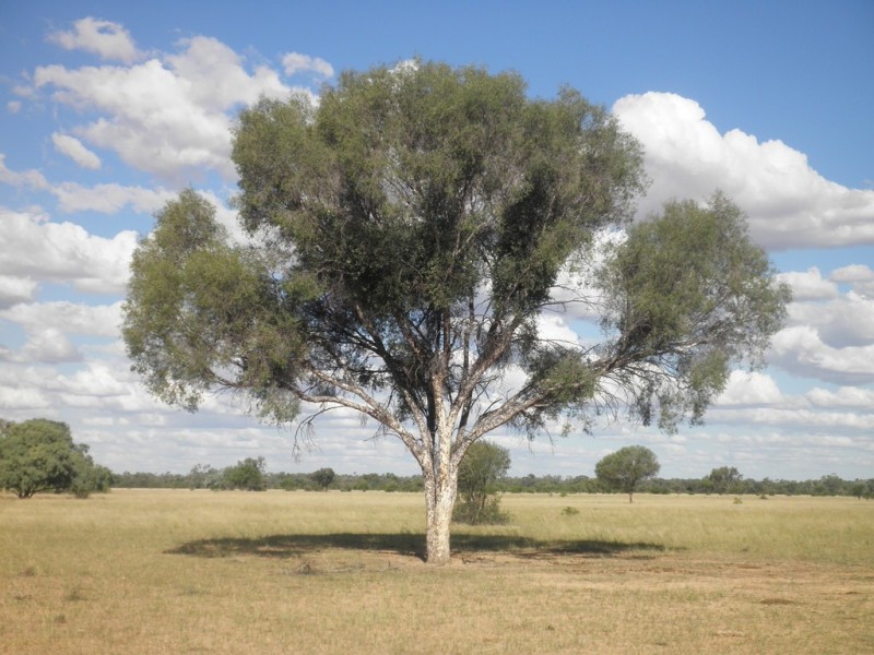 ” Mogera/Hoomooloo “, Quilpie QLD 4480