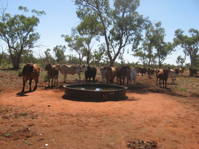 ” Mogera/Hoomooloo “, Quilpie QLD 4480