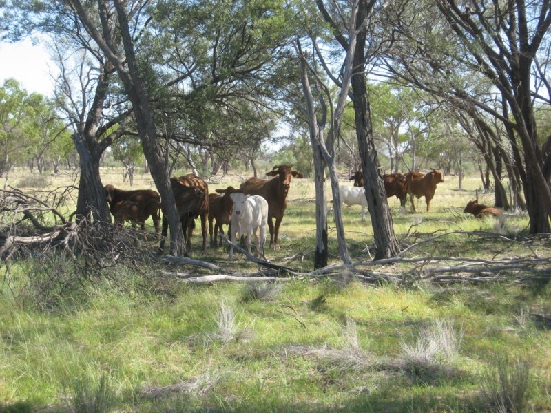 ” Mogera/Hoomooloo “, Quilpie QLD 4480
