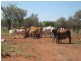 ” Mogera/Hoomooloo “, Quilpie QLD 4480