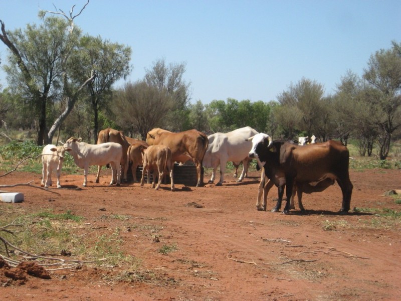 ” Mogera/Hoomooloo “, Quilpie QLD 4480