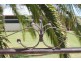 4 McGregor Street, Thargomindah QLD 4492