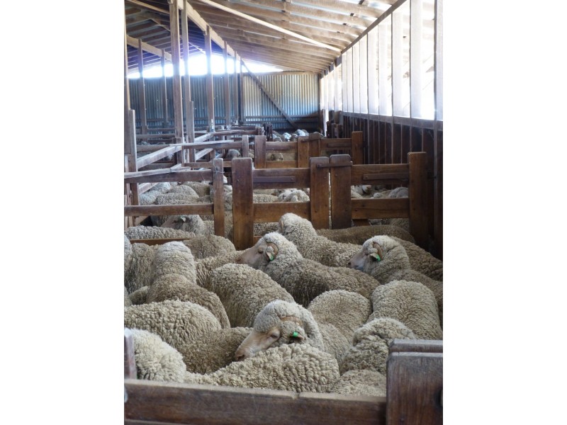 ” Pikedale “, Stanthorpe QLD 4380