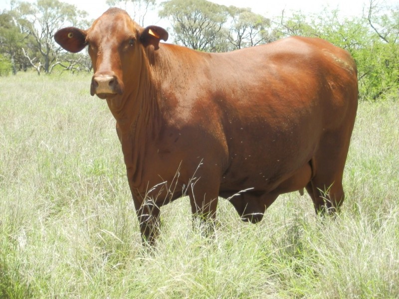 ” Coolagh “, Blackall QLD 4472