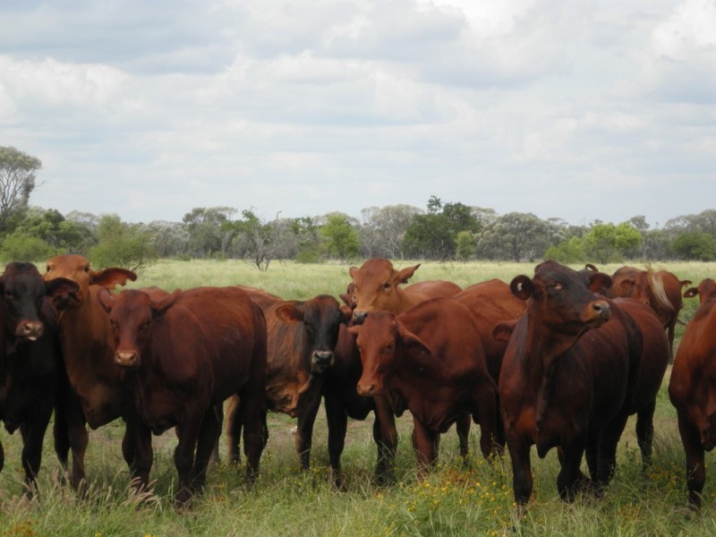 ” Coolagh “, Blackall QLD 4472