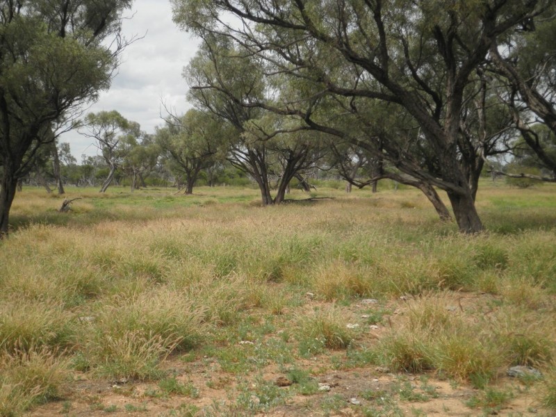 ” Coolagh “, Blackall QLD 4472