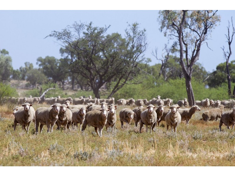 ” Coolagh “, Blackall QLD 4472