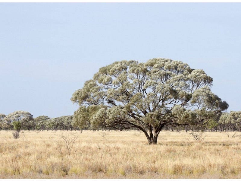 ” Coolagh “, Blackall QLD 4472