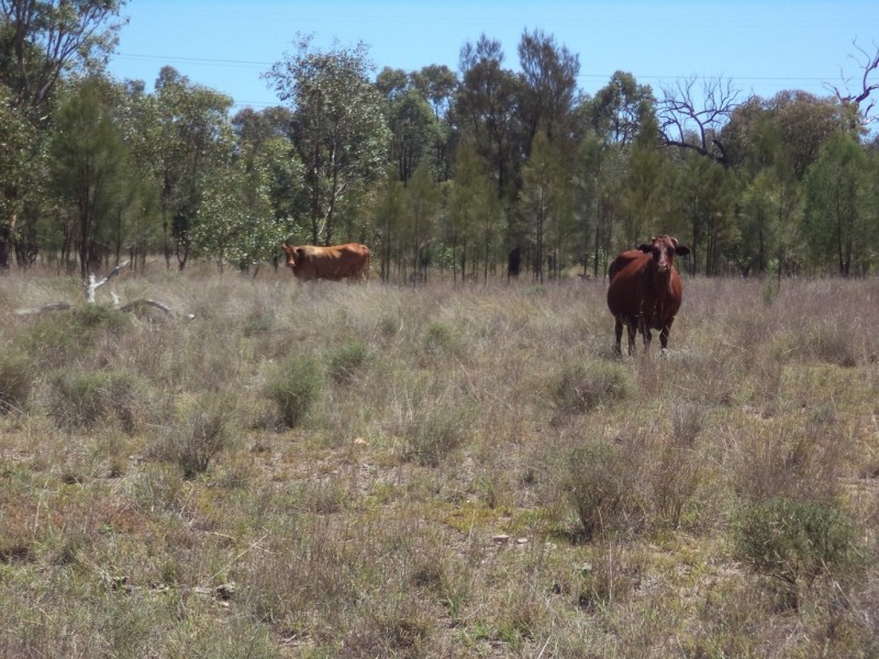 “Oakville” Myall Park Road, Miles QLD 4415