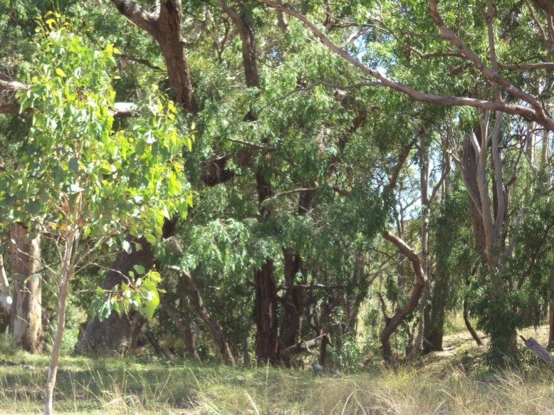 “Oakville” Myall Park Road, Miles QLD 4415