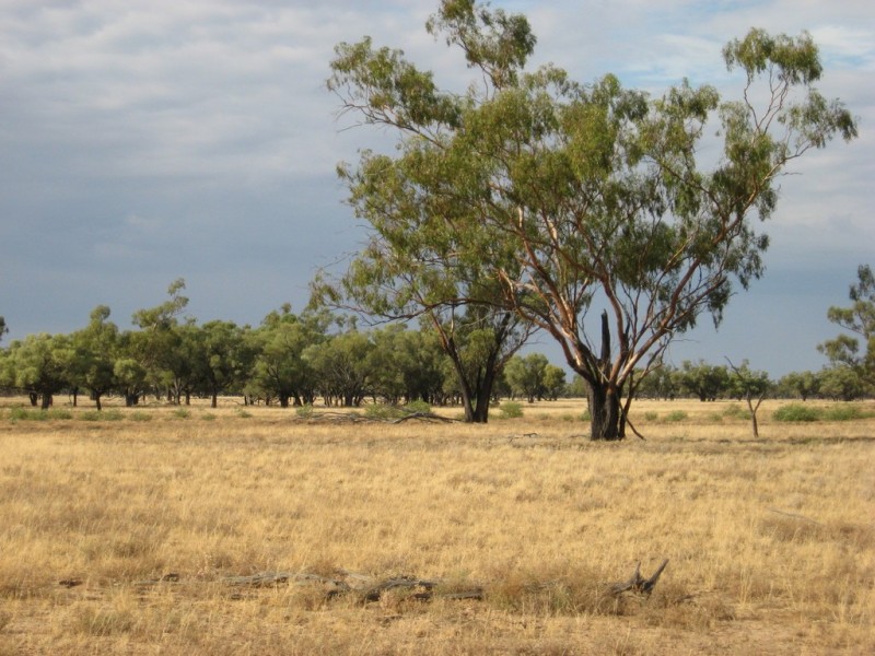 ‘ South Comongin/Nyngarie’, Quilpie QLD 4480
