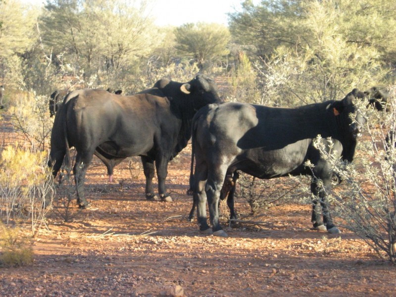 ‘ South Comongin/Nyngarie’, Quilpie QLD 4480
