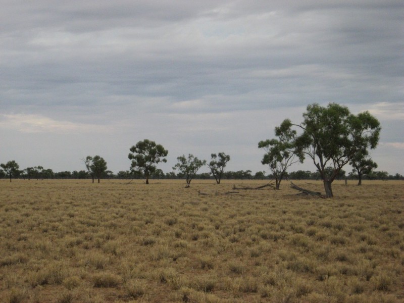 ‘ South Comongin/Nyngarie’, Quilpie QLD 4480