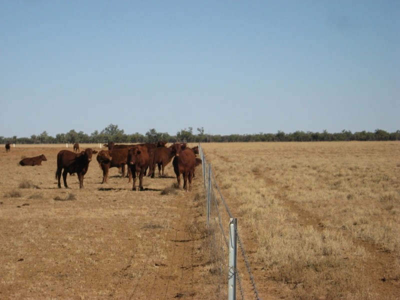 ‘ South Comongin/Nyngarie’, Quilpie QLD 4480