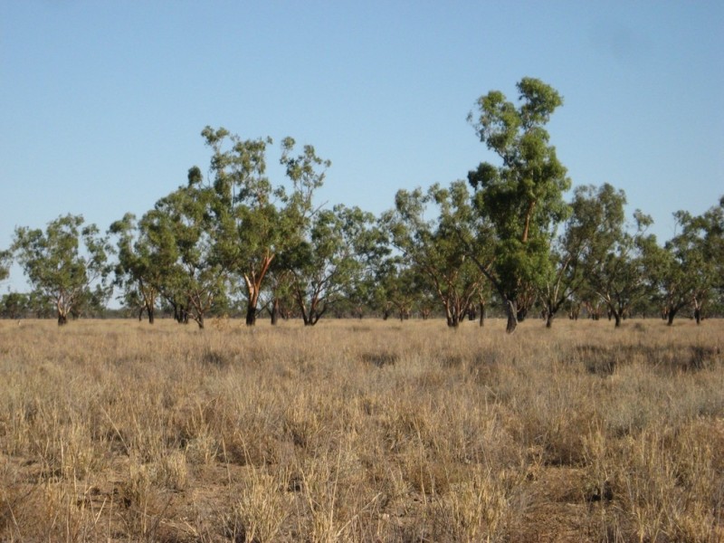 ‘ South Comongin/Nyngarie’, Quilpie QLD 4480