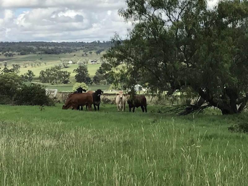 ” OAKLEIGH”, Upper Pilton QLD 4361