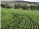 ” OAKLEIGH”, Upper Pilton QLD 4361