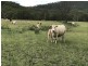 ” OAKLEIGH”, Upper Pilton QLD 4361