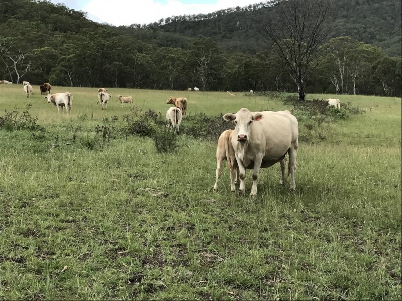” OAKLEIGH”, Upper Pilton QLD 4361