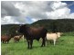 ” OAKLEIGH”, Upper Pilton QLD 4361