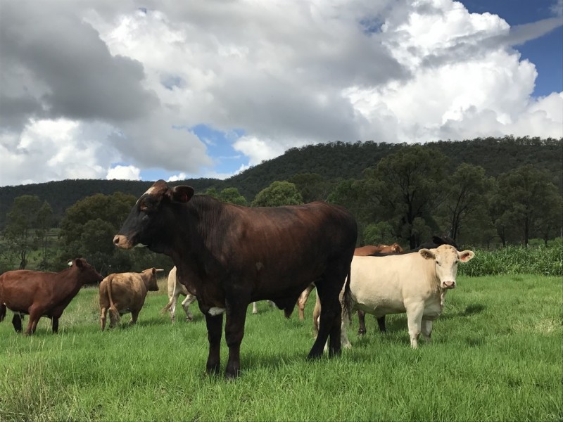 ” OAKLEIGH”, Upper Pilton QLD 4361