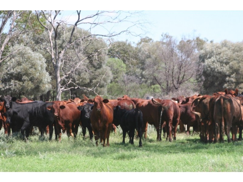 ” Karinya “, Hannaford QLD 4406