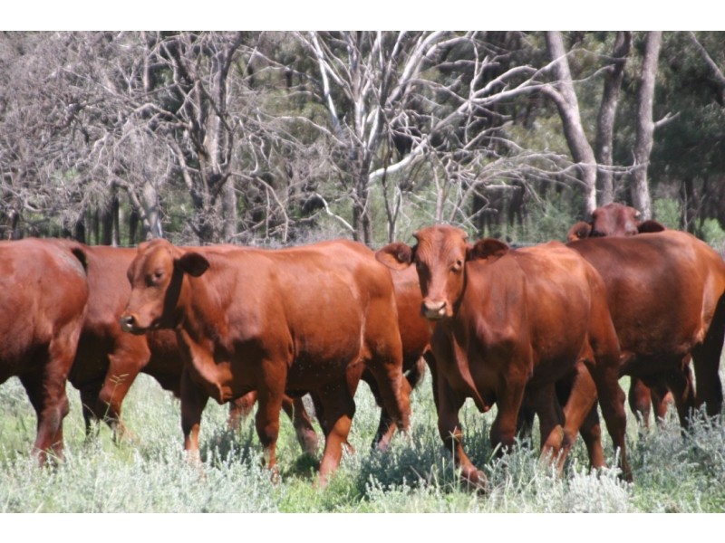 ” Karinya “, Hannaford QLD 4406