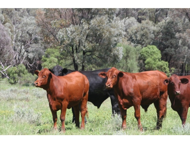 ” Karinya “, Hannaford QLD 4406