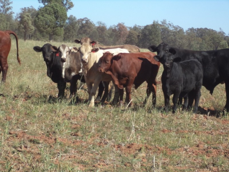 Lot 8 Butlers Road, Drillham QLD 4424