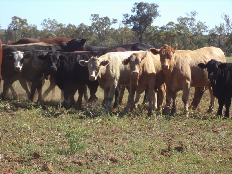 Lot 8 Butlers Road, Drillham QLD 4424