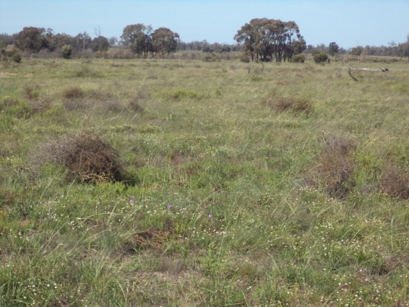 Lot 8 Butlers Road, Drillham QLD 4424