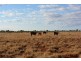 TIPPENDALE Balonne Highway, Bollon QLD 4488