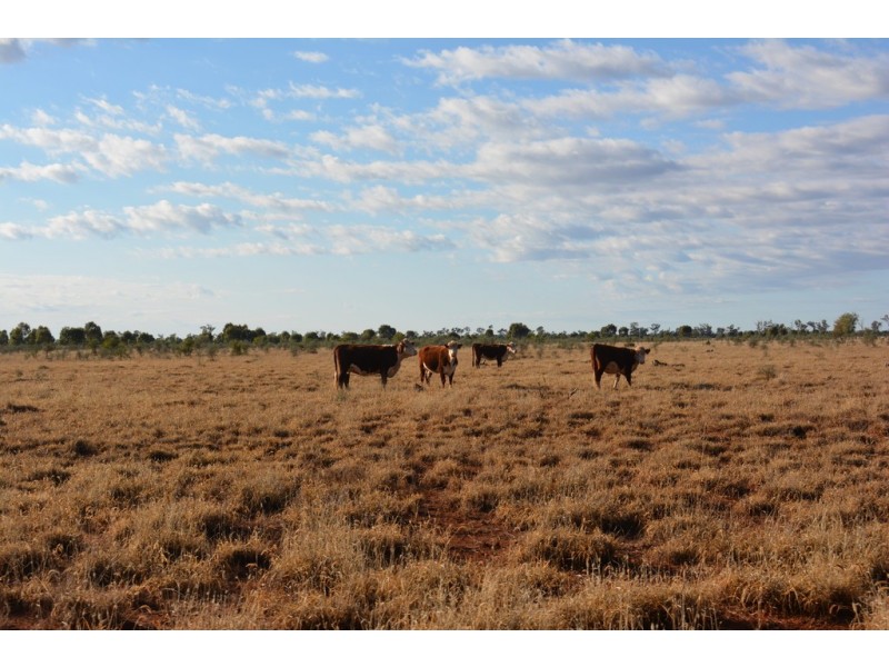 TIPPENDALE Balonne Highway, Bollon QLD 4488