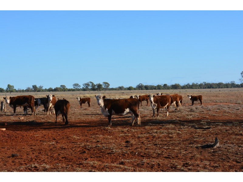 TIPPENDALE Balonne Highway, Bollon QLD 4488