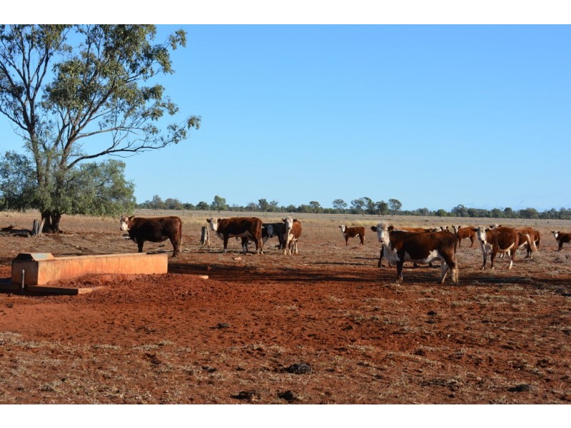 TIPPENDALE Balonne Highway, Bollon QLD 4488