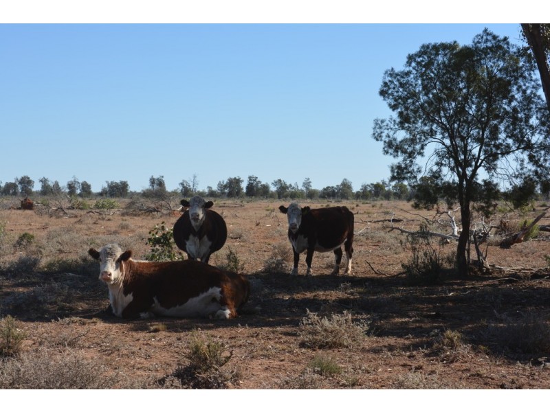 Wongalee Honeymah Lane, St George QLD 4487