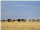” Coniston “, Quilpie QLD 4480