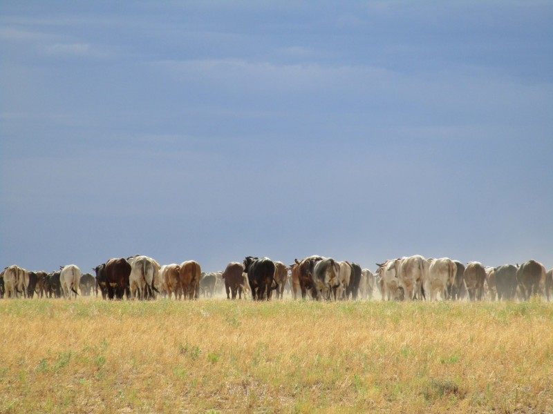 ” Coniston “, Quilpie QLD 4480