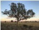 ” Coniston “, Quilpie QLD 4480