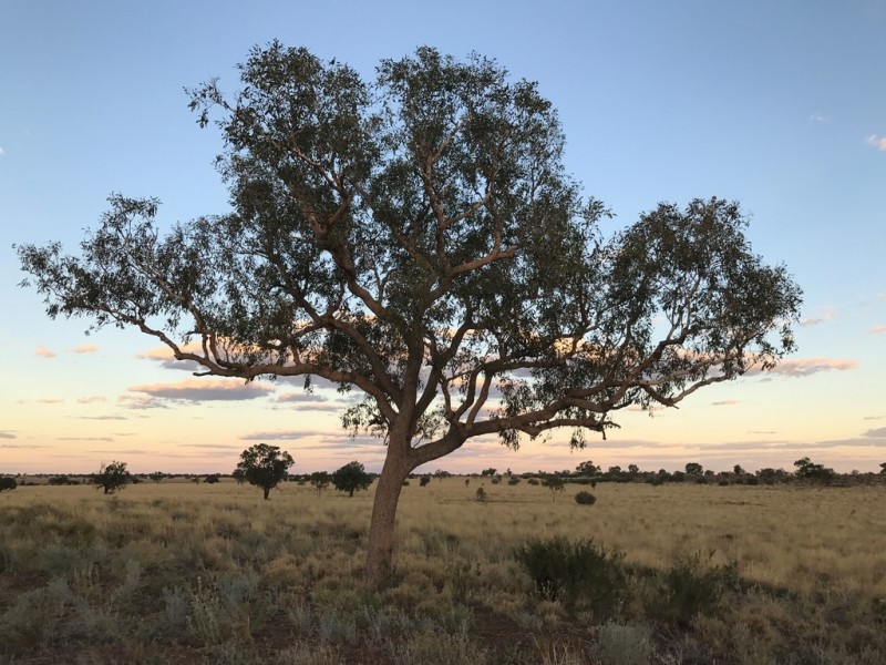 ” Coniston “, Quilpie QLD 4480