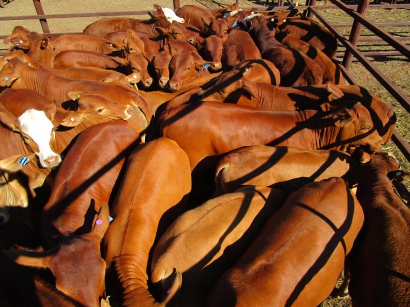 ” Coniston “, Quilpie QLD 4480
